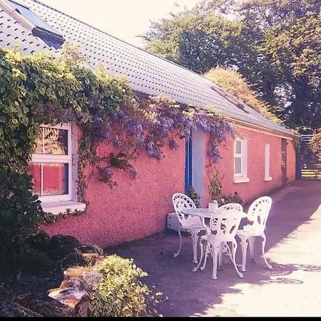 Wisteria * Ballyconnell (Cavan)