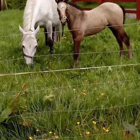 Wisteria Ballyconnell (Cavan)