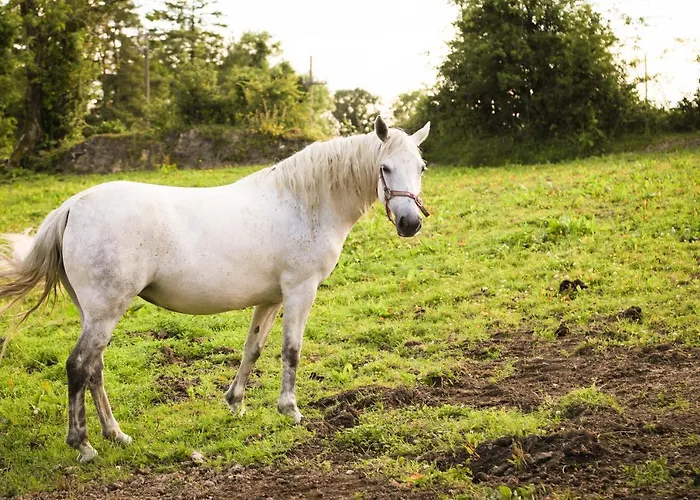 Дом отдыха Wisteria Балликоннелл