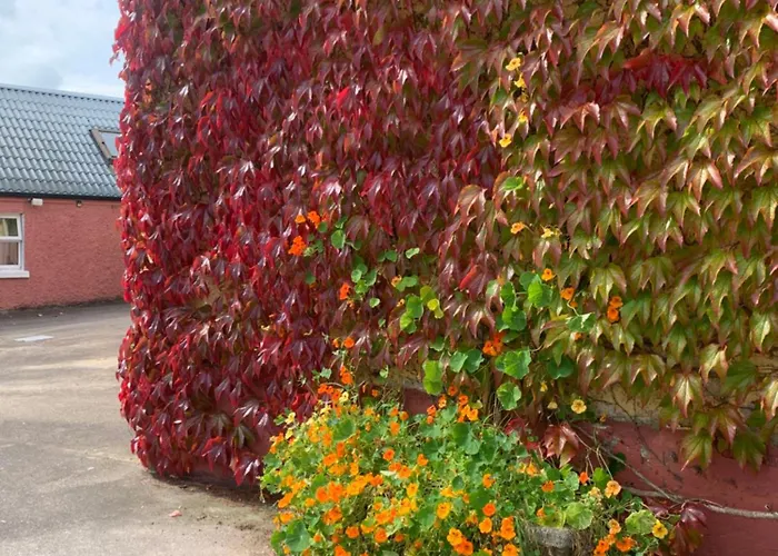 Wisteria Дом отдыха Балликоннелл