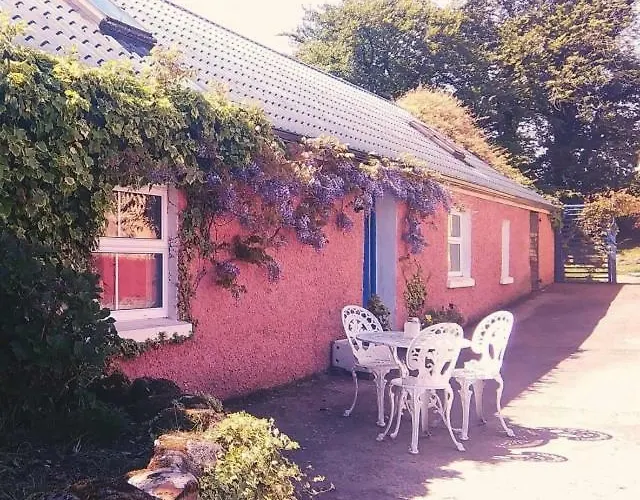 Wisteria * Ballyconnell (Cavan)