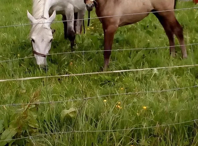 Wisteria Ballyconnell (Cavan)